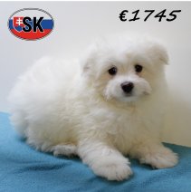 Pomapoo M 240625 (HU8928) 141025.JPG