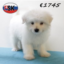 Pomapoo M 240625 (HU8932) 141025.JPG