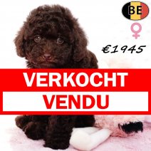 Dwergpoedel Chocolat 120825 F(BE1247) 280925 verkocht - vendu.jpg
