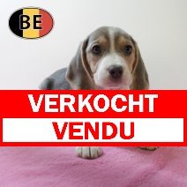 Beagle 150725 F(BE0925) 011025 verkocht - vendu.jpg