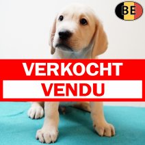 Labrador 160725 M(BE1757) 170925 verkocht - vendu.jpg