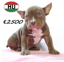 American Bully 300625 F (HU7347) 151025.JPG