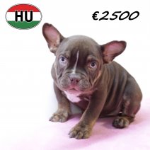 American Bully 300625 F (HU7348) 151025.JPG