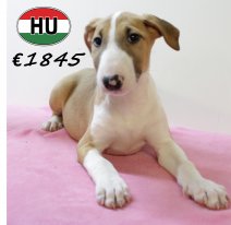 Bull terrier 300625 M (HU7315) 151025.JPG