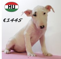 Bull terrier 300625 M (HU7316) 151025.JPG