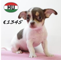 Chihuahua 250625 F (HU7297) 151025.JPG