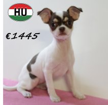 Chihuahua 250625 F (HU7298) 151025.JPG