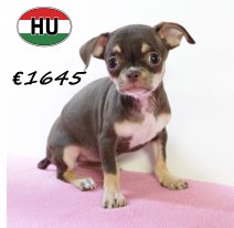 Chihuahua 250625 F (HU7299) 151025.JPG
