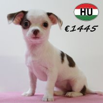 Chihuahua 250625 F (HU7300) 151025.JPG
