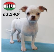 Chihuahua 250625 M (HU7295) 151025.JPG