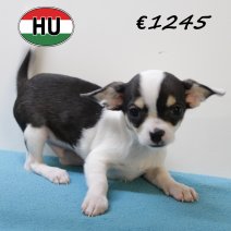 Chihuahua 250625 M (HU7296) 151025.JPG