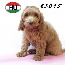 Cockapoo 260625 F (HU7330) 151025.JPG