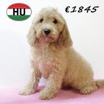 Cockapoo 260625 F (HU7331) 151025.JPG
