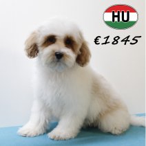 Cockapoo 260625 M (HU7326) 151025.JPG