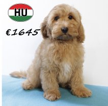Cockapoo 260625 M (HU7327) 151025.JPG