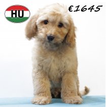 Cockapoo 260625 M (HU7328) 151025.JPG
