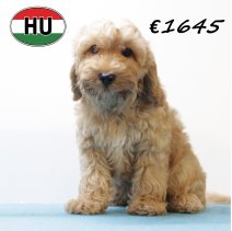Cockapoo 260625 M (HU7329) 151025.JPG