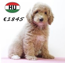 Cockapoo 300625 F (HU7333) 151025.JPG