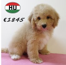 Cockapoo 300625 F (HU7334) 151025.JPG