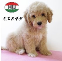 Cockapoo 300625 F (HU7335) 151025.JPG