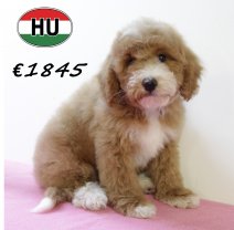 Cockapoo 300625 F (HU7336) 151025.JPG