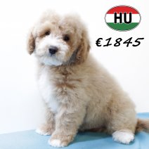 Cockapoo 300625 M (HU7332) 151025.JPG