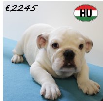Engelse Bulldog 250625 M (HU3398) 151025.JPG