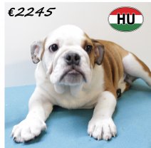 Engelse Bulldog 250625 M (HU3399) 151025.JPG