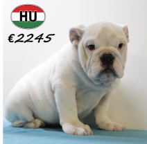 Engelse Bulldog 300625 M (HU3395) 151025.JPG