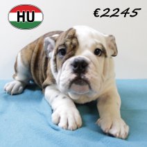 Engelse Bulldog 300625 M (HU3396) 151025.JPG
