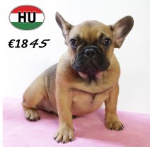 Franse Bulldog 260625 F (HU3429) 151025.JPG