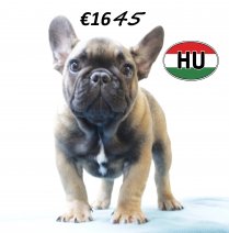 Franse Bulldog 260625 M (HU3428) 151025.JPG