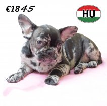 Franse Bulldog 270625 F (HU3405) 151025.JPG