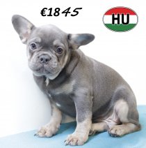 Franse Bulldog 270625 M (HU3401) 151025.JPG