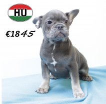 Franse Bulldog 270625 M (HU3402) 151025.JPG