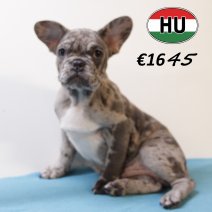 Franse Bulldog 270625 M (HU3403) 151025.JPG