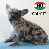 Franse Bulldog 270625 M (HU3404) 151025.JPG