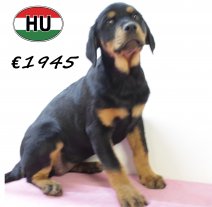 Rottweiler 290625 F (HU3388) 151025.JPG