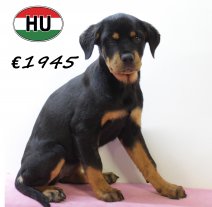 Rottweiler 290625 F (HU3389) 151025.JPG