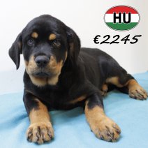 Rottweiler 290625 M (HU3382) 151025.JPG