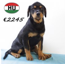 Rottweiler 290625 M (HU3383) 151025.JPG