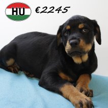 Rottweiler 290625 M (HU3384) 151025.JPG