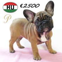 Franse Bulldog 300625 F (HU9093) 151025.JPG