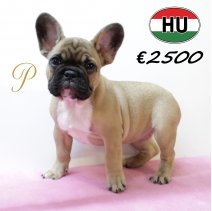 Franse Bulldog 300625 F (HU9108) 151025.JPG