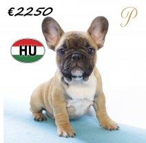 Franse Bulldog 300625 M (HU9081) 151025.JPG