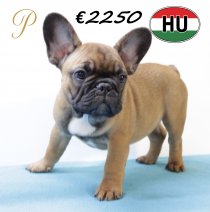 Franse Bulldog 300625 M (HU9085) 151025.JPG