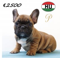 Franse Bulldog 300625 M (HU9144) 151025.JPG