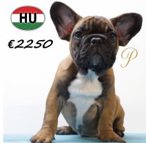 Franse Bulldog 300625 M (HU9409) 151025.JPG