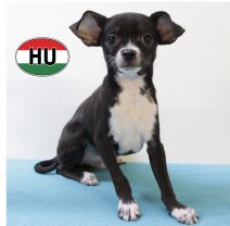 Type Chihuahua 250625 M (HU7291) 151025..JPG