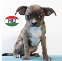 Type Chihuahua 250625 M (HU7292) 151025..JPG